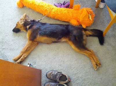 Puppy Freya laying on her side, all stretched out