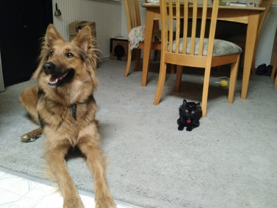 Freya and Hairy Pawter laying down near each other