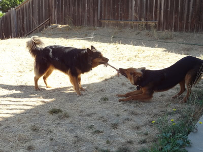 Penny and Freya playing tug together