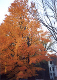 Bright orange tree