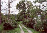 Scenic rutted road