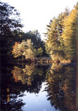 Trees reflected in the water