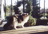 Cammy standing on the balcony