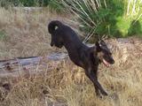 Pablo jumping over a log