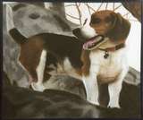 Beagle standing in a tree, looking back